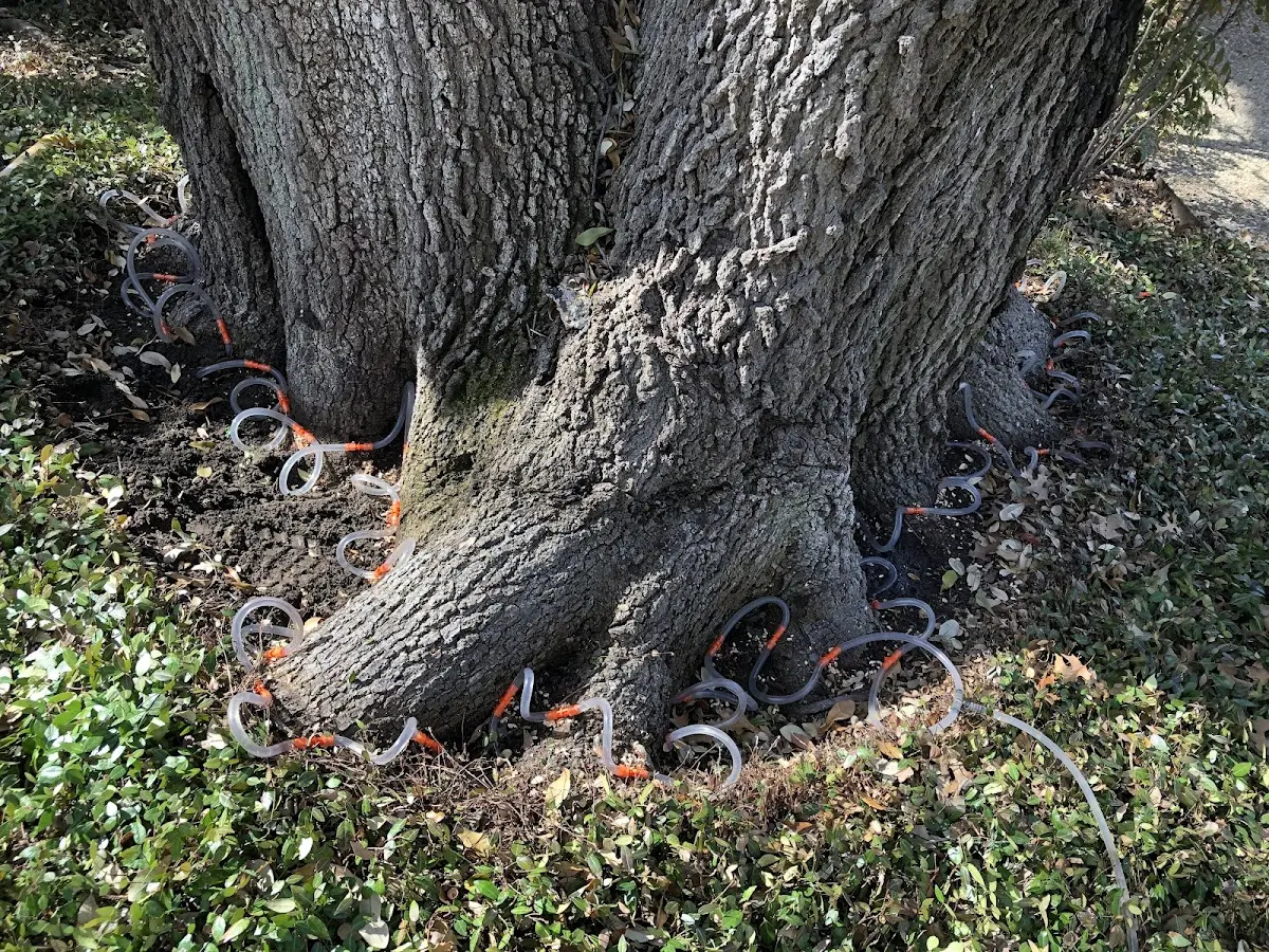 Detailed Tree Cabling and Bracing job site in Montezuma