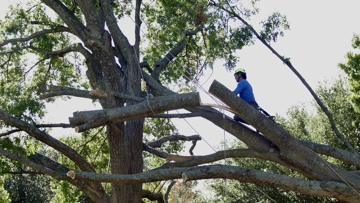 Professional Crown Thinning performed by certified arborists in Montezuma
